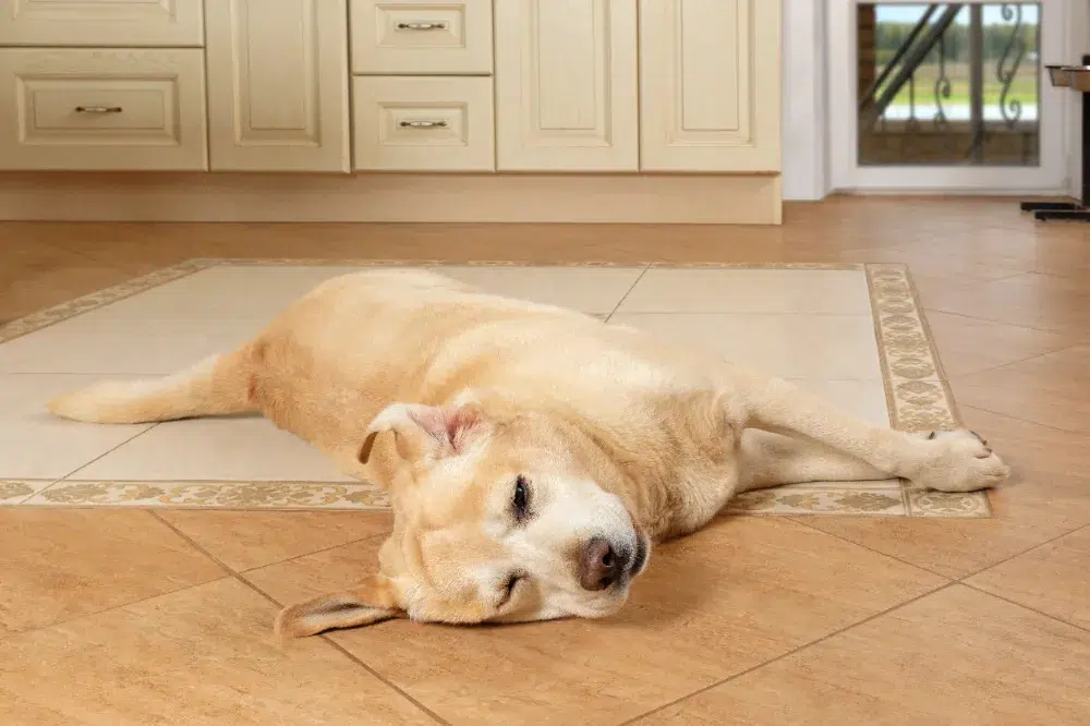 A medium-sized dog lies on a tile floor.